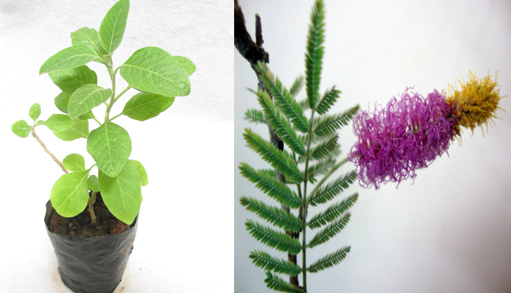 lucky plants,plants for prosperity,astrology tips