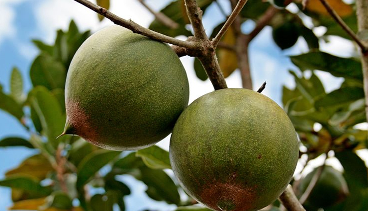 lucuma fruit benefits,lucuma fruit nutrition,lucuma fruit risks,health benefits of lucuma fruit,lucuma fruit nutrition facts,lucuma fruit side effects,lucuma fruit antioxidants,lucuma fruit vitamins and minerals,lucuma fruit skin health,lucuma fruit blood sugar,lucuma fruit dietary benefits,lucuma fruit natural sweetener,lucuma fruit unique flavor,lucuma fruit digestion,lucuma fruit allergy,lucuma fruit and incan culture,lucuma fruit culinary uses,lucuma fruit recipes,lucuma fruit health and wellness,lucuma fruit in south america,lucuma fruit dietary inclusion,lucuma fruit dietary risks,lucuma fruit precautions,lucuma fruit allergies and sensitivities,lucuma fruit nutritional value
