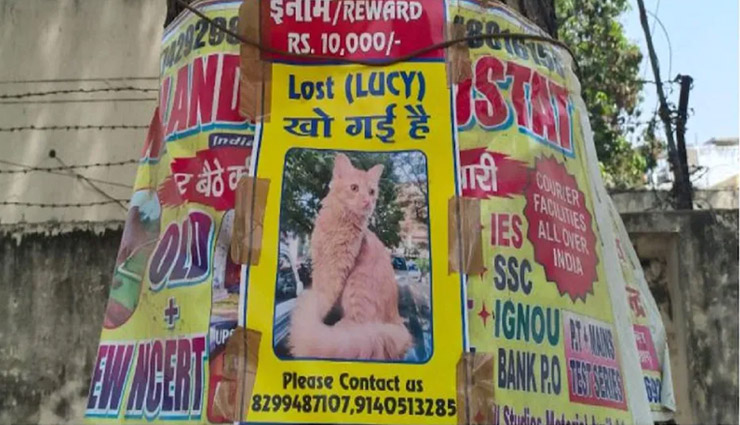 'लूसी कहीं खो गई है', खोजने वाले को मिलेगा 10,000 रूपये का इनाम 