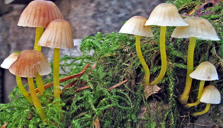 अनोखे मशरूम जिनकी वजह से चमक उठता हैं पहाड़, निकलती हैं रंगीन रोशनी