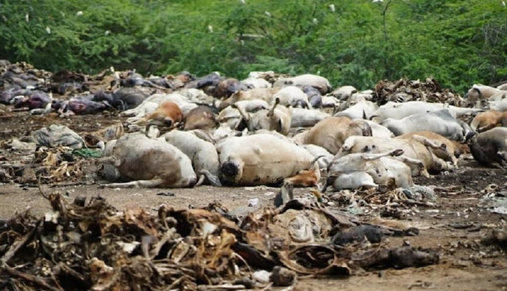 lumpy skin disease,cause of lumpy skin disease,can lumpy skin disease be cured,how do you treat lumpy skin,how long does lumpy skin disease take to heal,how does lumpy skin spread,is lumpy skin disease contagious to humans,is lumpy skin disease painful,which antibiotic is best for lumpy skin disease,how do you control lumpy skin disease in cattle,what virus causes lumpy skin,is there any vaccine for lumpy skin disease,when did lumpy skin disease start,what causes lumpy disease in cattle,is lumpy skin disease a viral disease,lumpy skin disease human,lumpy skin disease in cow