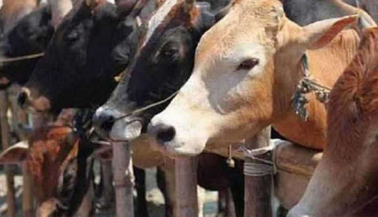 lumpy skin disease,cause of lumpy skin disease,can lumpy skin disease be cured,how do you treat lumpy skin,how long does lumpy skin disease take to heal,how does lumpy skin spread,is lumpy skin disease contagious to humans,is lumpy skin disease painful,which antibiotic is best for lumpy skin disease,how do you control lumpy skin disease in cattle,what virus causes lumpy skin,is there any vaccine for lumpy skin disease,when did lumpy skin disease start,what causes lumpy disease in cattle,is lumpy skin disease a viral disease,lumpy skin disease human,lumpy skin disease in cow