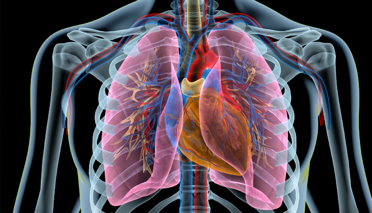 human lungs,new organ found,respiratory airway secretory - ras,health news