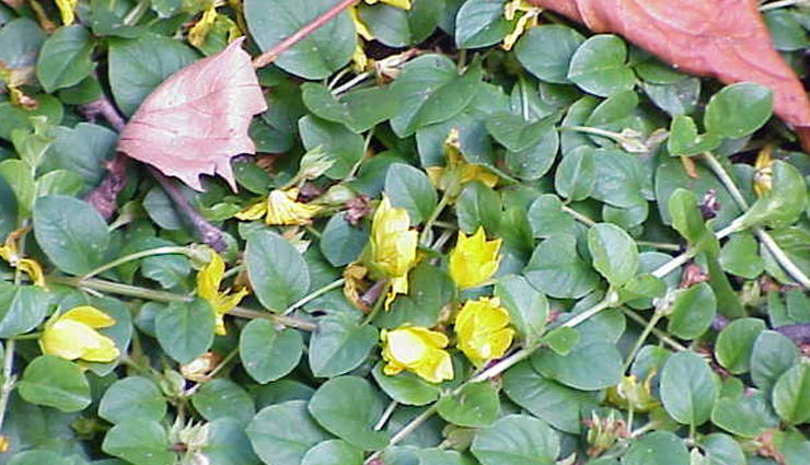 परेशान कर रहा हैं पित्ताशय की पथरी का दर्द, इन उपायों से करें इलाज gallstone pain relief,remedies for gallstones,treatment options for gallstones,natural remedies for gallstone pain,alleviating gallstone pain,managing gallstones with remedies,home remedies for gallstone treatment,natural treatment for gallstones,relief from gallstone discomfort,gallstone pain management strategies,holistic approaches to gallstone relief,herbal remedies for gallstones,dietary solutions for gallstone pain,lifestyle changes for gallstone relief,alternative therapies for gallstone discomfort