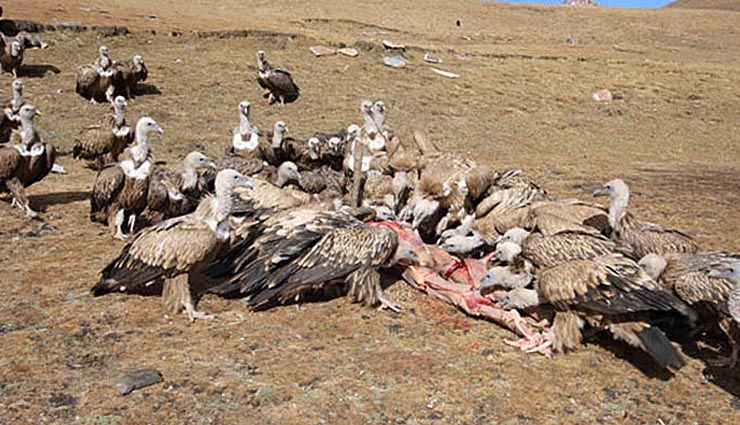 shocking death rituals from the world,endocannibalism,ritual finger amputation,funeral strippers,zoroastrian funeral,tower of silence,maasai leave remains to predators