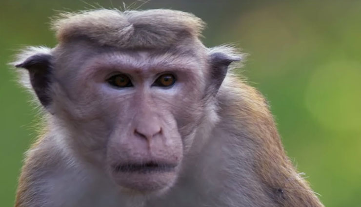 coronavirus,monkey b virus,about monkey b virus,what is monkey b virus,symptoms of monkey b virus,china