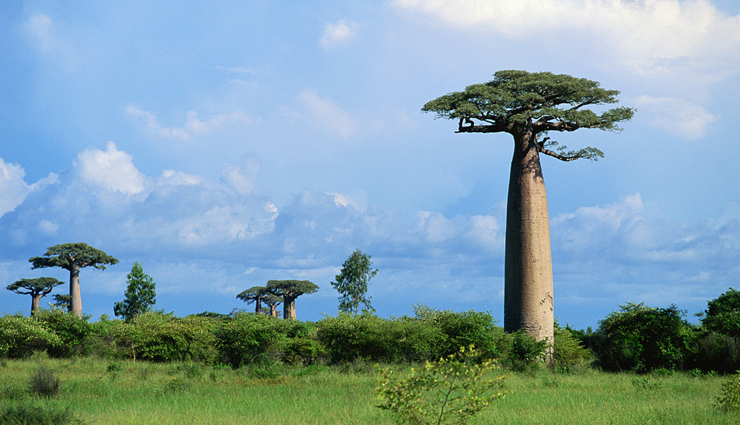 madagascar,reasons to visit madagascar,travel tips,holiday tips