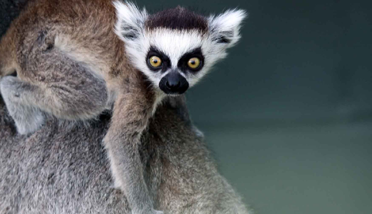 madagascar,reasons to visit madagascar,travel tips,holiday tips