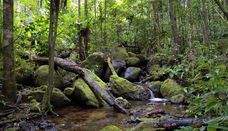 beautiful national parks,national parks,national parks in madagascar,madagascar,ranomafana national park,isalo national park,andasibe-mantadia national park,andringitra national park,tsingy de bemaraha