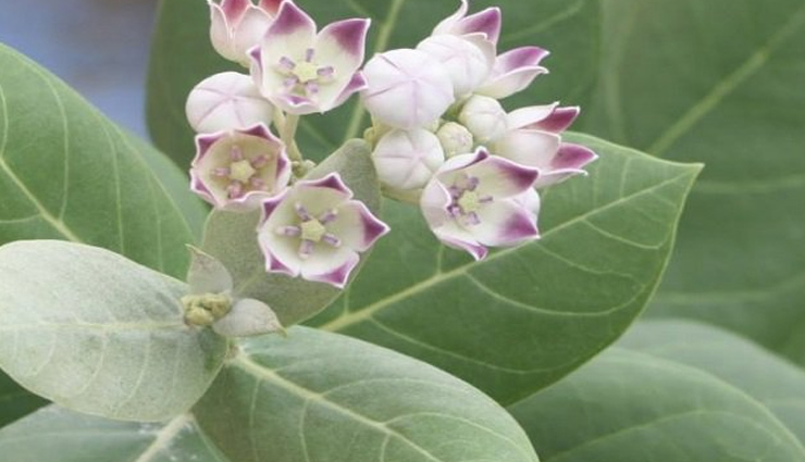 skin-friendly home remedies for removing stuck-on substances,natural methods to remove sticky substances from skin,diy remedies to get rid of stuck-on residues from skin,gentle home treatments for removing substances stuck on skin,effective ways to remove sticky residue from skin at home,homemade solutions for cleaning substances stuck on skin,quick home fixes for removing sticky substances from skin,safe methods to remove stuck-on materials from skin,tips for removing adhesive residues from skin naturally,home hacks for getting rid of substances stuck on skin