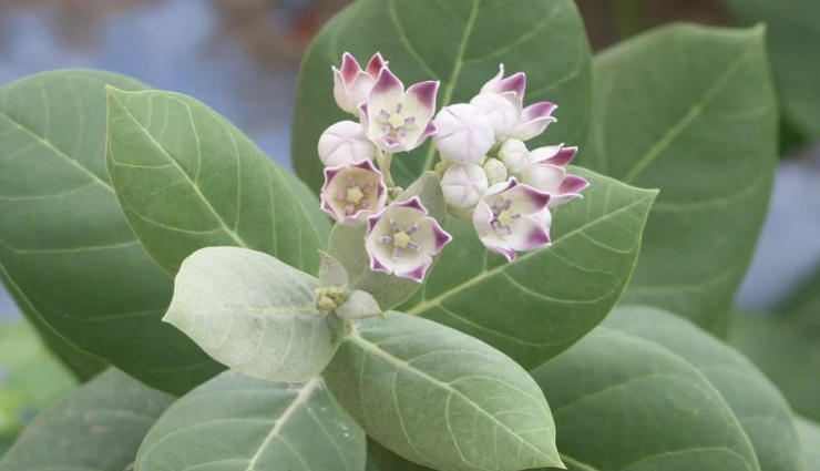 vastu,vastu tips for home,simple vastu tips,inauspicious tree front of house,tree vastu,vastu related to trees