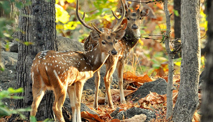 chhindwara of madhya pradesh is situated in the lap of nature visit these places here,holiday,travel,tourism