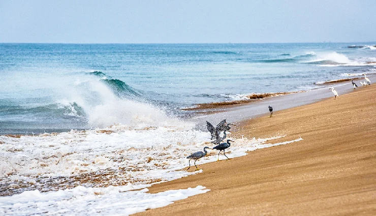 gir national park,gir gujarat tourism,asiatic lions in gir,sasan gir safari,wildlife sanctuary gujarat,places to visit in gir,gir forest safari,gir temples and forts,gir sightseeing,gir travel guide,best time to visit gir,hidden gems in gir gujarat