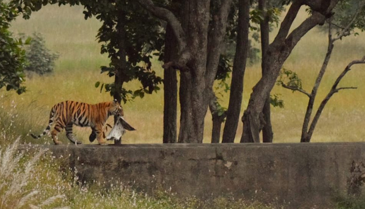 national parks in madhya pradesh,must-see parks in madhya pradesh,best wildlife reserves madhya pradesh,top national parks in central india,explore madhya pradesh parks,visiting iconic parks in mp,wildlife sanctuaries in mp,explore biodiversity in mp parks,discovering mp nature reserves,madhya pradesh top wildlife destinations,madhya pradesh wildlife destinations,central india top nature reserves,best wildlife sanctuaries in mp,explore mp natural habitats,rich biodiversity in mp parks,iconic national parks in central india,wildlife adventures in madhya pradesh,conservation areas in mp,nature exploration in mp parks,discovering wildlife diversity in mp