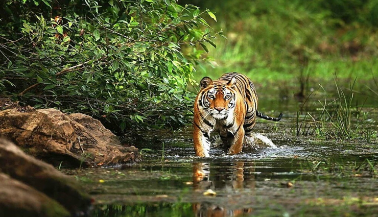 6 Must Visit National Parks in Madhya Pradesh