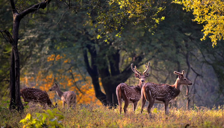 national parks in madhya pradesh,must-see parks in madhya pradesh,best wildlife reserves madhya pradesh,top national parks in central india,explore madhya pradesh parks,visiting iconic parks in mp,wildlife sanctuaries in mp,explore biodiversity in mp parks,discovering mp nature reserves,madhya pradesh top wildlife destinations,madhya pradesh wildlife destinations,central india top nature reserves,best wildlife sanctuaries in mp,explore mp natural habitats,rich biodiversity in mp parks,iconic national parks in central india,wildlife adventures in madhya pradesh,conservation areas in mp,nature exploration in mp parks,discovering wildlife diversity in mp