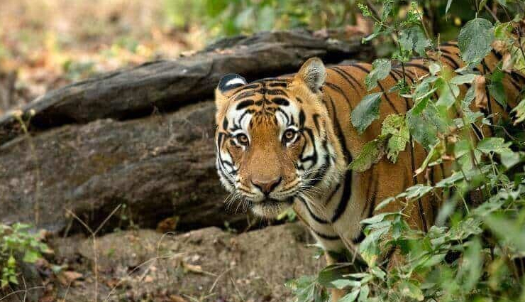 madhya pradesh,monsoon places to visit in madhya pradesh khajuraho temple,kanha national park,dhuandhar falls,pachmarhi,omkareshwar