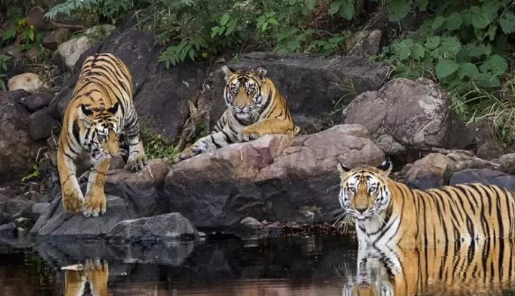 national parks in madhya pradesh,must-see parks in madhya pradesh,best wildlife reserves madhya pradesh,top national parks in central india,explore madhya pradesh parks,visiting iconic parks in mp,wildlife sanctuaries in mp,explore biodiversity in mp parks,discovering mp nature reserves,madhya pradesh top wildlife destinations,madhya pradesh wildlife destinations,central india top nature reserves,best wildlife sanctuaries in mp,explore mp natural habitats,rich biodiversity in mp parks,iconic national parks in central india,wildlife adventures in madhya pradesh,conservation areas in mp,nature exploration in mp parks,discovering wildlife diversity in mp