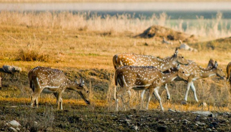 national parks in madhya pradesh,must-see parks in madhya pradesh,best wildlife reserves madhya pradesh,top national parks in central india,explore madhya pradesh parks,visiting iconic parks in mp,wildlife sanctuaries in mp,explore biodiversity in mp parks,discovering mp nature reserves,madhya pradesh top wildlife destinations,madhya pradesh wildlife destinations,central india top nature reserves,best wildlife sanctuaries in mp,explore mp natural habitats,rich biodiversity in mp parks,iconic national parks in central india,wildlife adventures in madhya pradesh,conservation areas in mp,nature exploration in mp parks,discovering wildlife diversity in mp