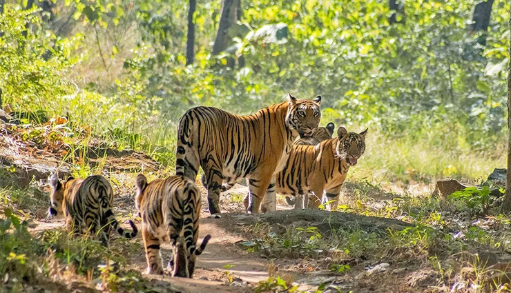 national parks in madhya pradesh,must-see parks in madhya pradesh,best wildlife reserves madhya pradesh,top national parks in central india,explore madhya pradesh parks,visiting iconic parks in mp,wildlife sanctuaries in mp,explore biodiversity in mp parks,discovering mp nature reserves,madhya pradesh top wildlife destinations,madhya pradesh wildlife destinations,central india top nature reserves,best wildlife sanctuaries in mp,explore mp natural habitats,rich biodiversity in mp parks,iconic national parks in central india,wildlife adventures in madhya pradesh,conservation areas in mp,nature exploration in mp parks,discovering wildlife diversity in mp