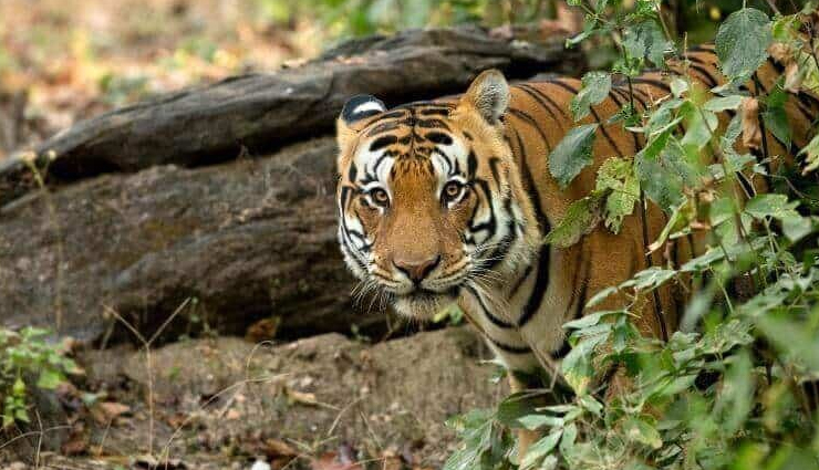 madhya pradesh,places to visit in madhya pradesh,khajuraho temples,sanchi stupa,orchha,bhopal,kanha national park,bhedaghat