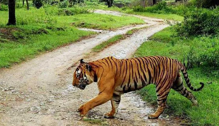 national parks in madhya pradesh,must-see parks in madhya pradesh,best wildlife reserves madhya pradesh,top national parks in central india,explore madhya pradesh parks,visiting iconic parks in mp,wildlife sanctuaries in mp,explore biodiversity in mp parks,discovering mp nature reserves,madhya pradesh top wildlife destinations,madhya pradesh wildlife destinations,central india top nature reserves,best wildlife sanctuaries in mp,explore mp natural habitats,rich biodiversity in mp parks,iconic national parks in central india,wildlife adventures in madhya pradesh,conservation areas in mp,nature exploration in mp parks,discovering wildlife diversity in mp