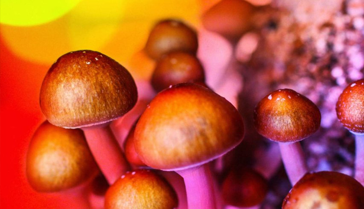 Alcohol,alcohol drinking,mushroom help in quitting alcohol addiction,Health,health news