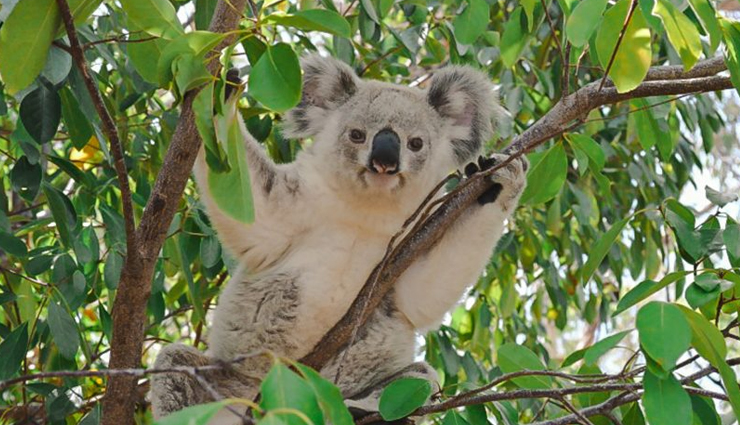 magnetic island,things to do in magnetic island