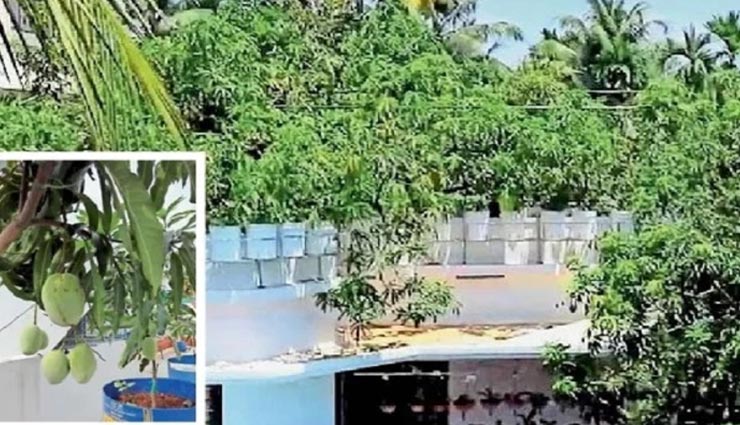 weird news,weird incident,mango on terrace,varieties of mango,terrace as garden ,अनोखी खबर, अनोखा मामला, छत पर आम, 40 किस्म के आम, छत बनी बगीचा 