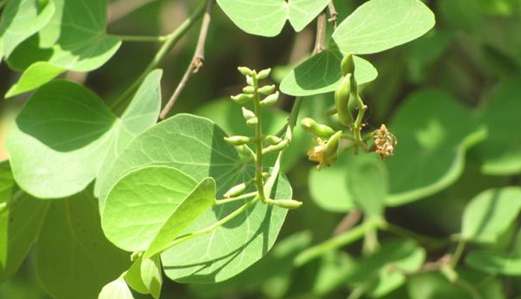 dussehra special,dussehra special 2017,dussehra celebration in india,delhi,kerala,maharashtra,mysore