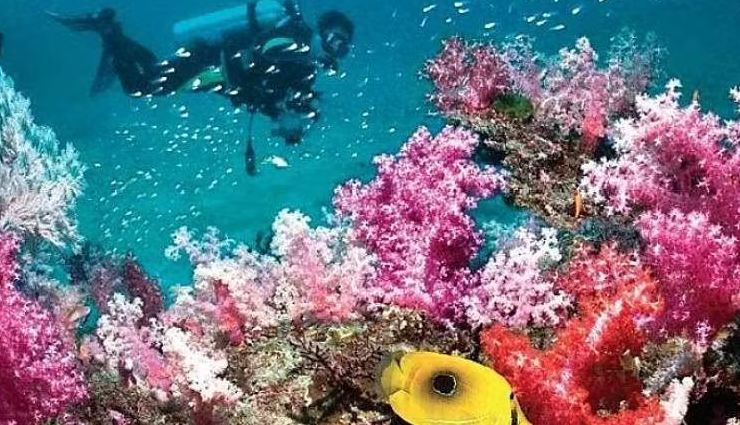 andaman scuba diving spots,best diving destinations in andaman,top andaman scuba sites,scuba diving adventures in andaman,andaman diving spots exploration,andaman scuba diving hotspots,andaman underwater experiences,andaman dive sites discovery,best places for scuba diving in andaman,andaman diving adventures