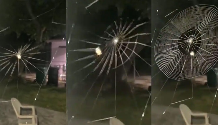 जाल बुनते हुए मकड़ी का यह वीडियो तेजी से हो रहा वायरल, क्या आपने देखा...