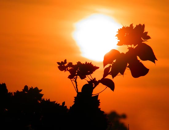 Makar Sankranti - Why is Makar Sankranti Celebrated?