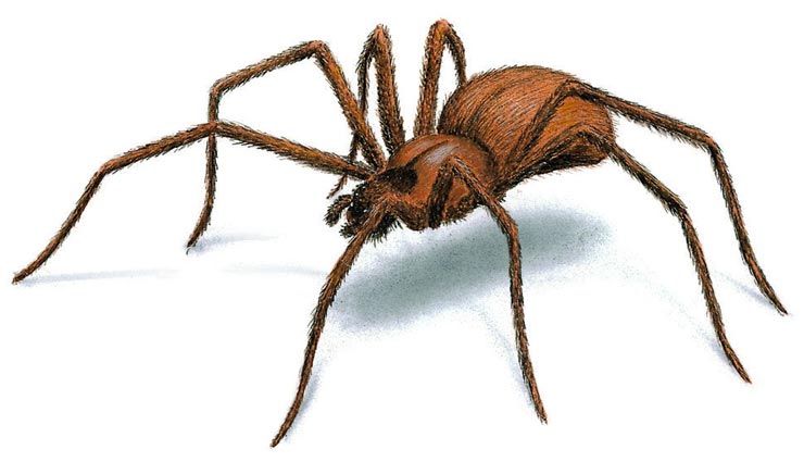 मकड़ी के काटने पर पैदा होती हैं सूजन और खुजली, इन घरेलू उपायों से दूर करें यह समस्या