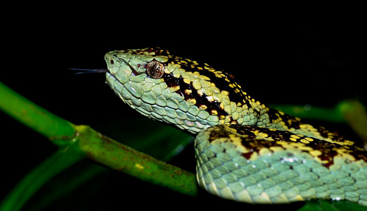 snakes found in karnataka rainforest,karnataka rainforest,snakes,green vine snake,malabar pit viper,hump nosed pit viper,horseshoe pit viper,bamboo pit viper