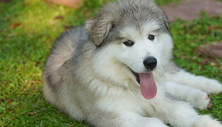 weird dogs,dangerous dogs,world most dangerous dogs,banned on dogs