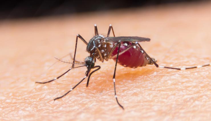 चीन को मिली बड़ी कामयाबी, WHO ने प्रमाण पत्र जारी कर किया मलेरिया-मुक्त घोषित