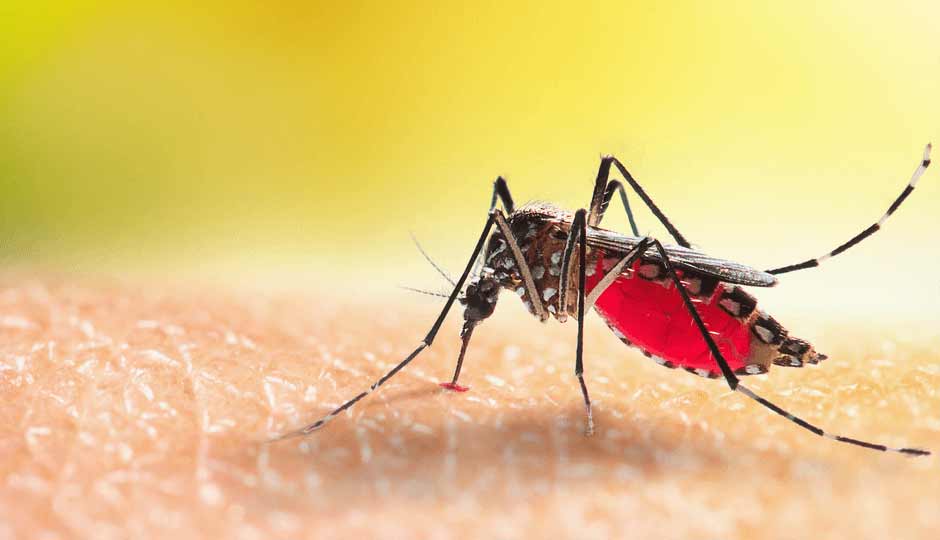 8 Effective Home Remedies To Treat Malaria