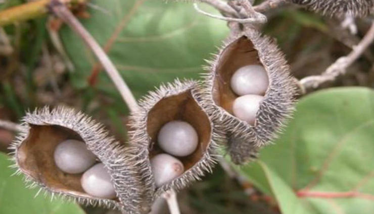 world malaria day,home remedies for malaria,Health tips,fitness tips