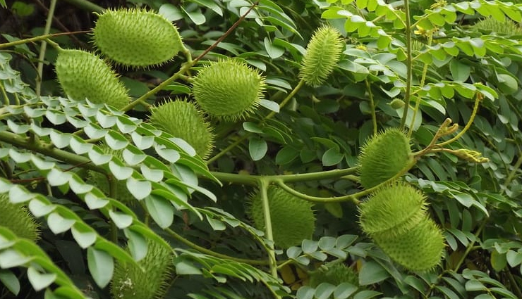 malaria,home remedies for malaria,Health tips,fitness tips