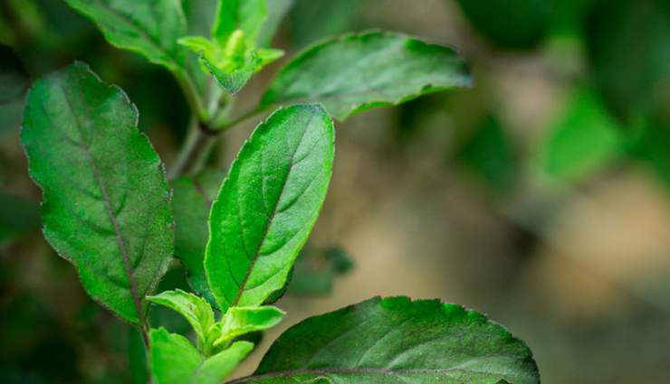 malaria,home remedies for malaria,Health tips,fitness tips