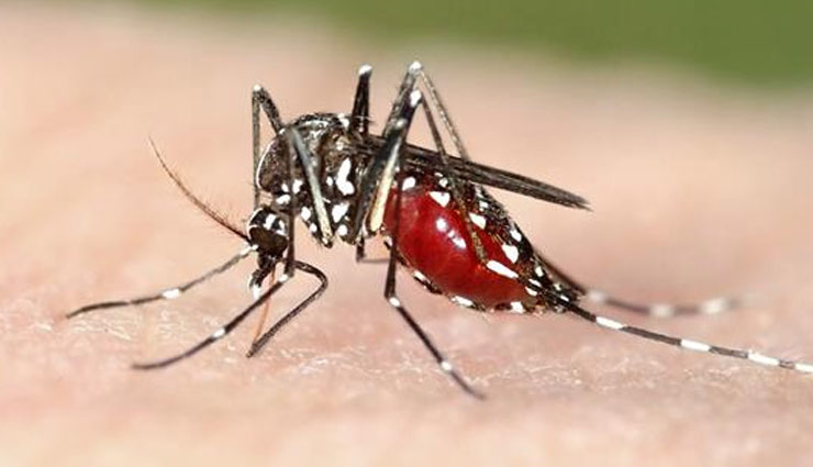 मलेरिया बनता जा रहा है मौत का कारण, इन घरेलू नुस्खों से करें अपना बचाव 