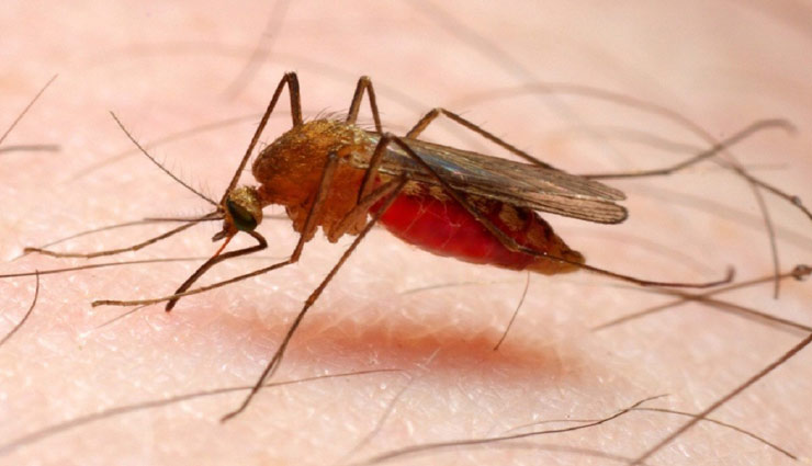 मलेरिया बनता जा रहा है मौत का कारण, इन घरेलू नुस्खों से करें अपना बचाव Health tips,home remedies,malariya,remedies for malariya disease