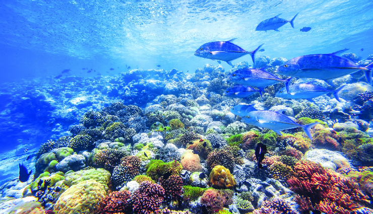 maldives interesting facts,amazing maldives trivia,facts about the maldives,unknown facts maldives,maldives fun facts,maldives island facts,curious facts about maldives,incredible maldives information,unique maldives details,maldives facts to know,maldives unique features,intriguing aspects of maldives,maldives hidden gems,lesser-known maldives details,unusual facts about maldives,exotic maldives revelations,maldives secrets uncovered,quirky facts about maldives,maldives mysteries revealed,astonishing maldives insights