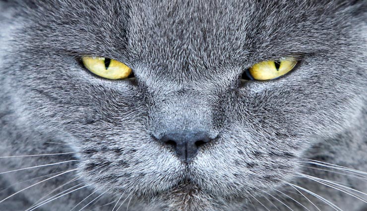 बिल्ले ने एक ही रात में कर डाली कुछ ऐसी हरकत, पड़ी ग्लूकोस चढ़ाने की जरूरत