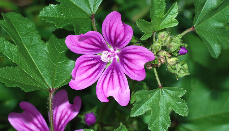 vegan hair dyes,benefits of vegan hair dyes,how to color hair with vegan dyes,natural hair coloring with vegan dyes,cruelty-free hair color options,diy vegan hair dye techniques,plant-based hair coloring,vegan hair dye benefits for hair health,step-by-step guide for using vegan hair dyes,creating vibrant hair colors with vegan dyes