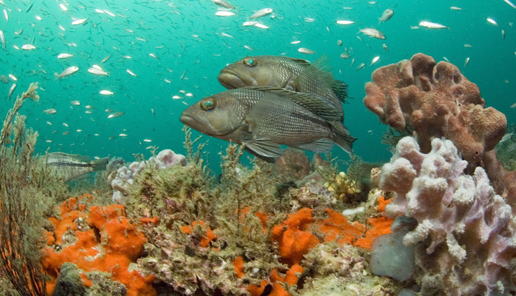 maharashtra,national park,maharashtra national park,national park in maharashtra,travel,holidays in maharashtra