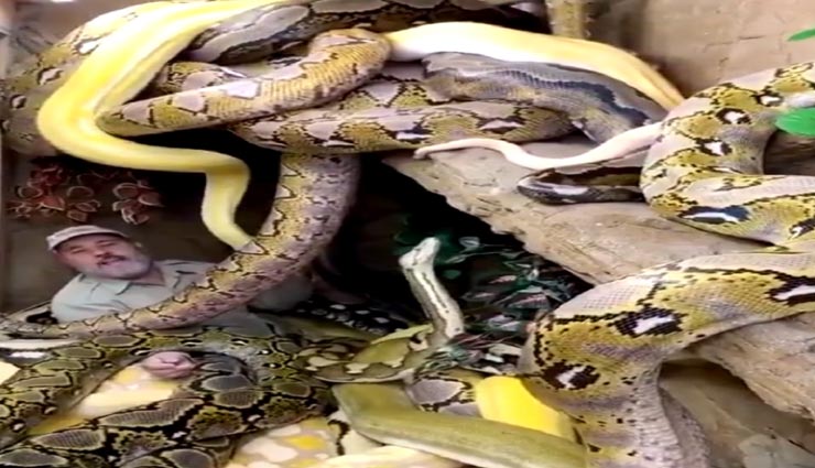 खतरनाक सांपों के बीच भी हंसता-खेलता रहता हैं ये शख्स, देखकर आप भी हो जाएंगे हैरान #VIDEO