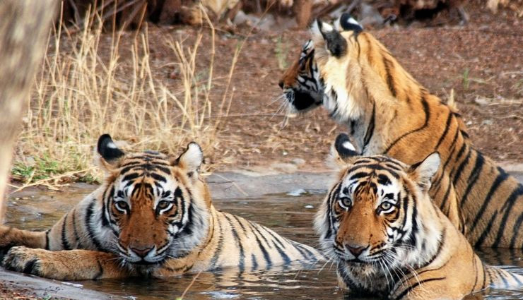 अगर मनाली जाने का बना रहे है प्लान तो इन बातों का रखें विशेष ध्यान, ट्रिप बनेगी यादगार manali travel guide,himachal pradesh tourism,best places to visit in manali,things to do in manali,manali attractions,explore himachal pradesh,manali sightseeing,himachal pradesh travel tips,manali vacation ideas,himachal pradesh travel information,मनाली यात्रा गाइड,हिमाचल प्रदेश पर्यटन,मनाली दर्शनीय स्थल,हिमाचल प्रदेश यात्रा,मनाली घूमने के स्थान,मनाली जानकारी,हिमाचल प्रदेश पर्यटन स्थल,मनाली पर्यटन आकर्षण,हिमाचल प्रदेश यात्रा युक्तियाँ,मनाली यात्रा टिप्स