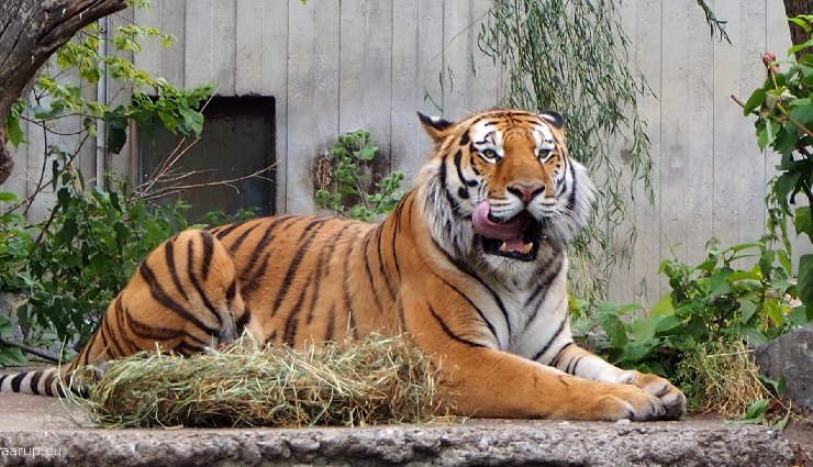 jammu tourism,places to visit in jammu,jammu travel guide,spiritual places in jammu,scenic beauty jammu,ancient temples jammu,jammu forts,top attractions jammu,tripzygo jammu guide,jammu sightseeing